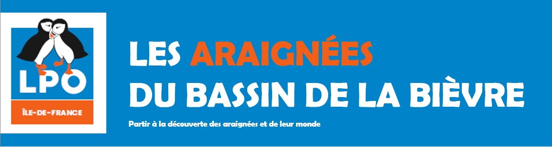 Sonde triangulaire en toile d'araignée — Il Negozio del Quartiere