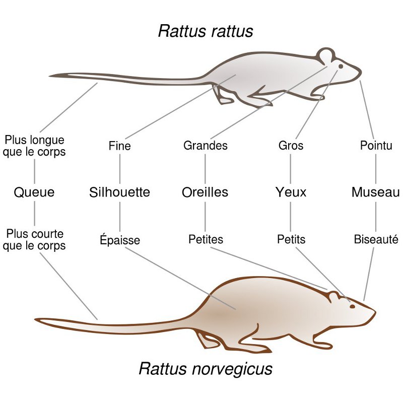 Rat brun - rat noir