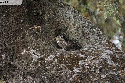 Chevêche d'Athéna