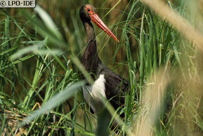 Cigogne noire