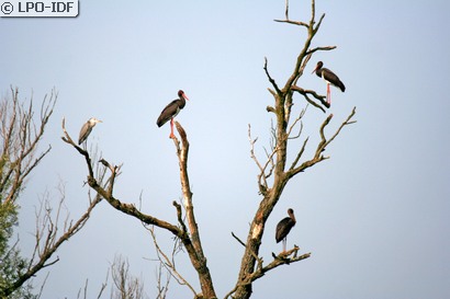 Cigogne noire