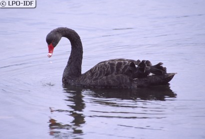 Cygne noir