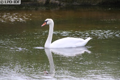 Cygne tuberculé