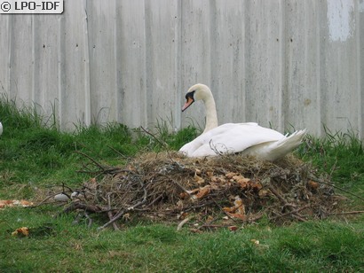 Cygne tuberculé