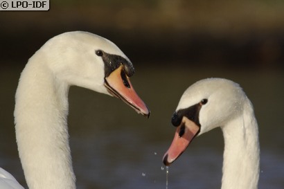 Cygne tuberculé