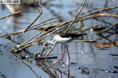 Échasse blanche