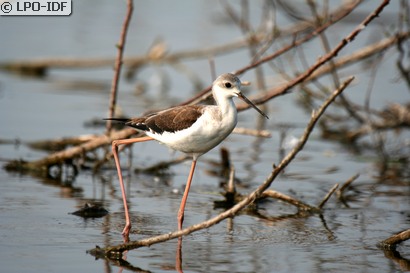 Échasse blanche