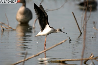 Échasse blanche