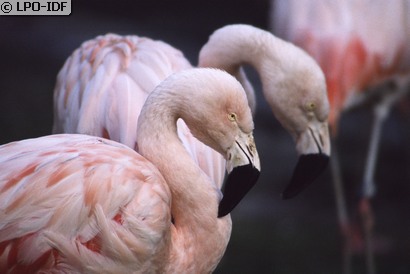 Flamant rose