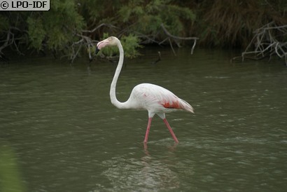 Flamant rose