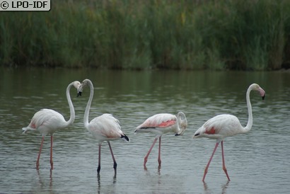 Flamant rose