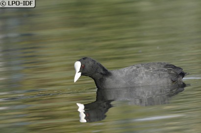 Foulque macroule
