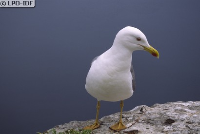 Goéland leucophée