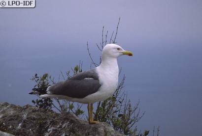 Goéland leucophée