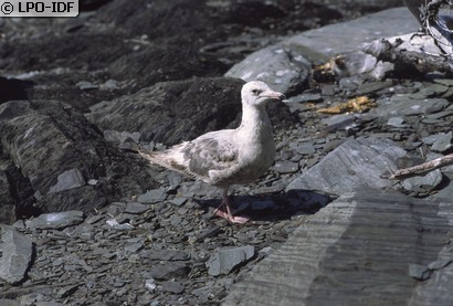 Goéland marin