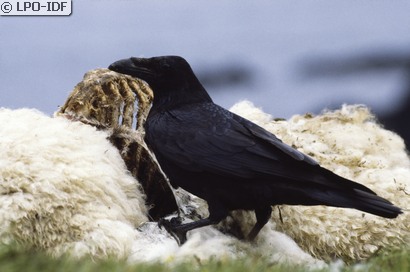 Grand Corbeau
