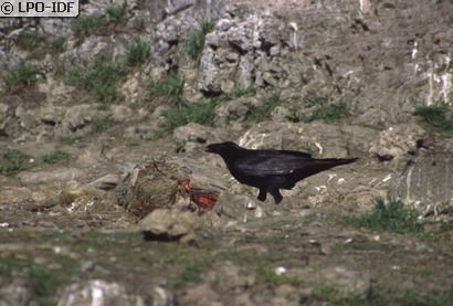 Grand Corbeau