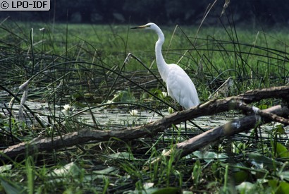 Grande Aigrette