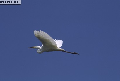 Grande Aigrette