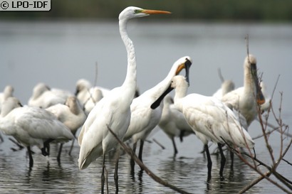 Grande Aigrette