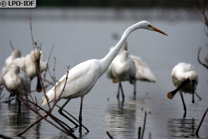 Grande Aigrette