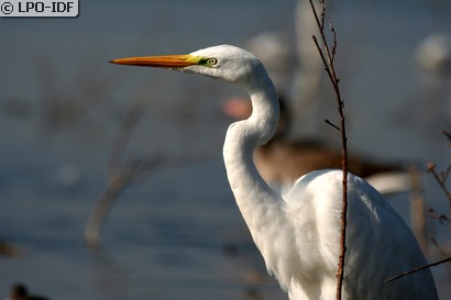 Grande Aigrette