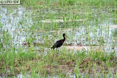 Ibis falcinelle