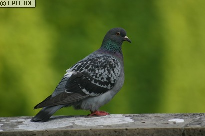 Pigeon biset