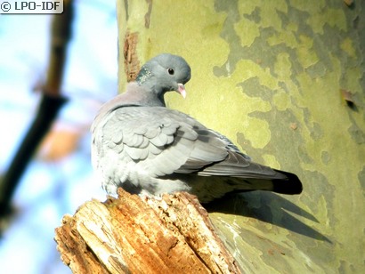 Pigeon colombin
