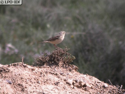 Pipit rousseline