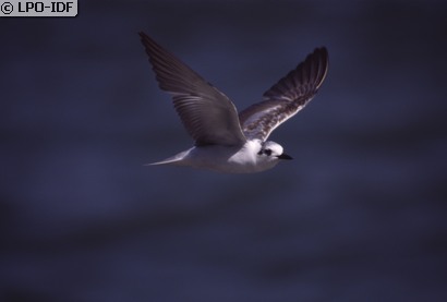 Guifette leucoptère