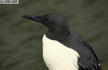 Guillemot de Troïl