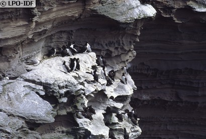 Guillemot de Troïl