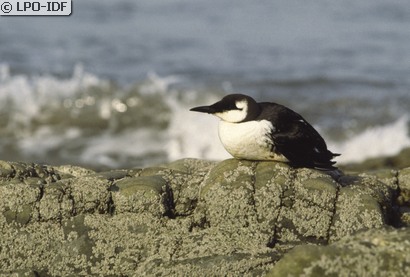 Guillemot de Troïl