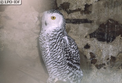 Harfang des neiges
