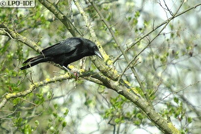 Corneille noire