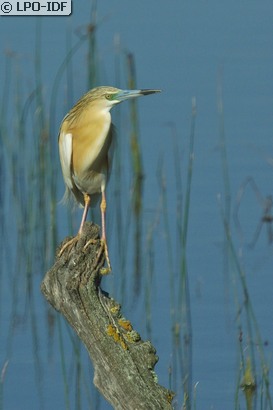 Crabier chevelu