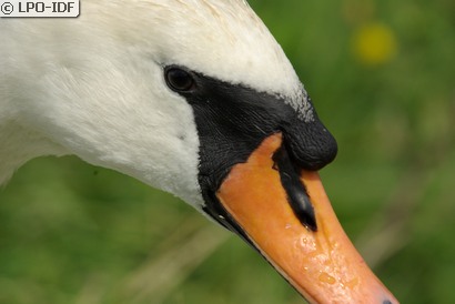 Cygne tuberculé