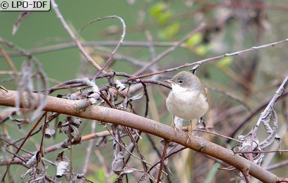 Fauvette grisette