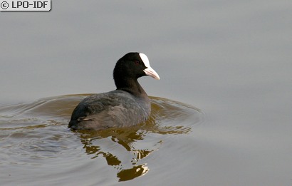 Foulque macroule