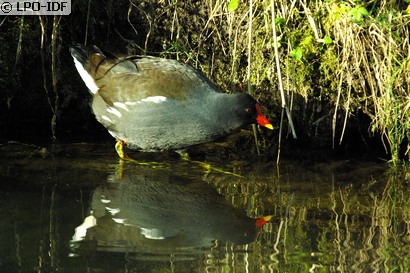 Gallinule poule-d'eau