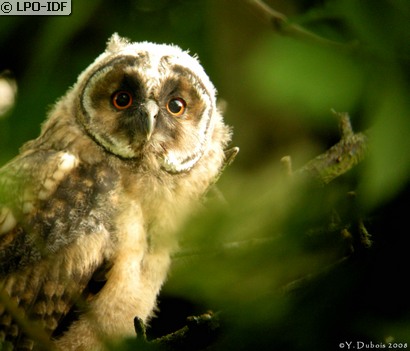 Hibou moyen-duc