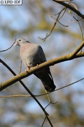 Pigeon colombin