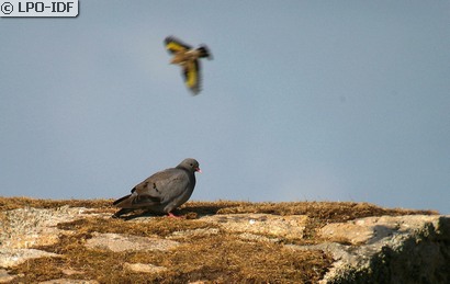 Pigeon colombin