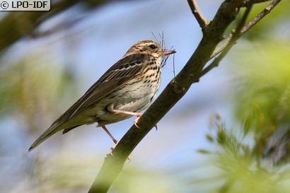 Pipit des arbres