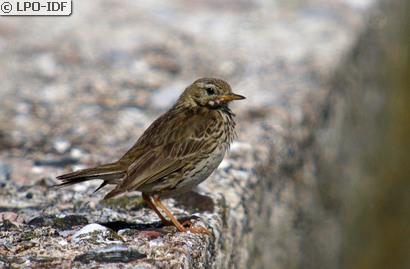 Pipit des arbres