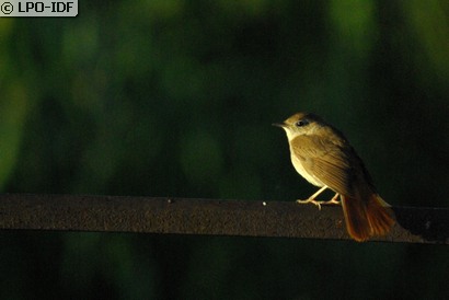 Rossignol philomèle