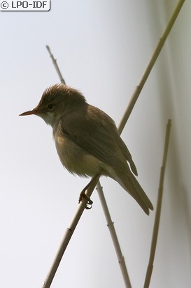 Rousserolle effarvatte