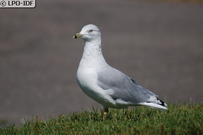Goéland à bec cerclé