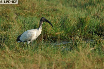 Ibis sacré